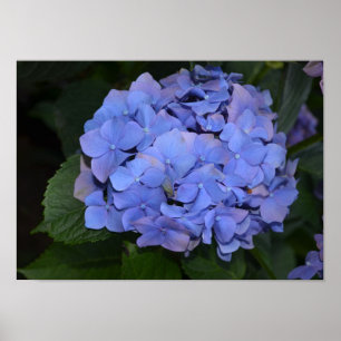 Affiche Rustic Purple Hydrangea macrophylla  