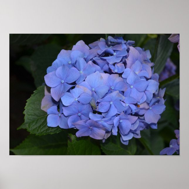Affiche Rustic Purple Hydrangea macrophylla   (Devant)