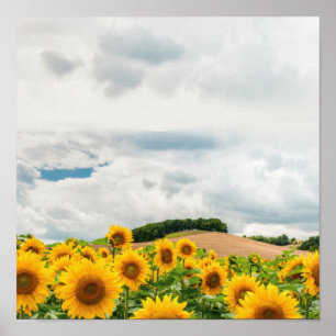 Affiche Rustique jaune de tournesol