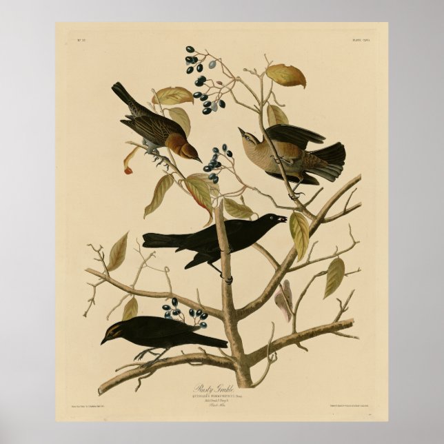 Affiche Rusty Grakle (Grackle) Audubon's Birds of America (Devant)