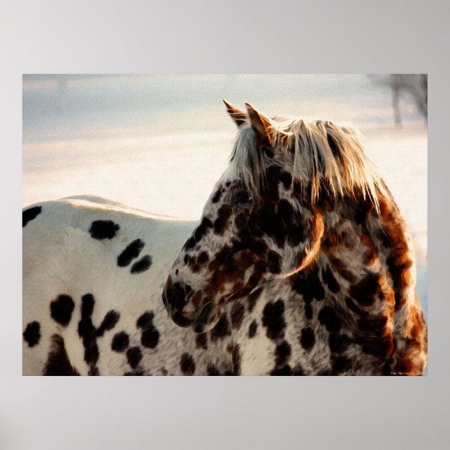 Affiche Rusty the Appaloosa (Devant)