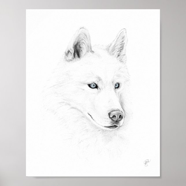 Affiche Saber A Siberian Husky Drawing Art Blue Eyes (Devant)