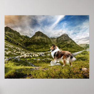 Affiche Sable Rough Collie et agneau élevage mouton -