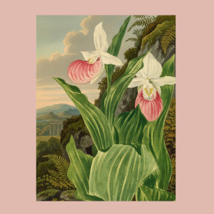 Affiche Sabot de Lady Rose Fleur d'Orchidée Botanique Vint