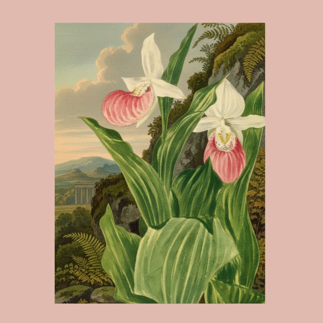 Affiche Sabot de Lady Rose Fleur d'Orchidée Botanique Vint (Créateur téléchargé)