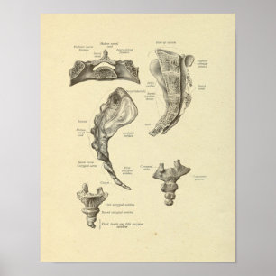 Affiche Sacrum Coccyx Anatomie Sine Bones Imprimer