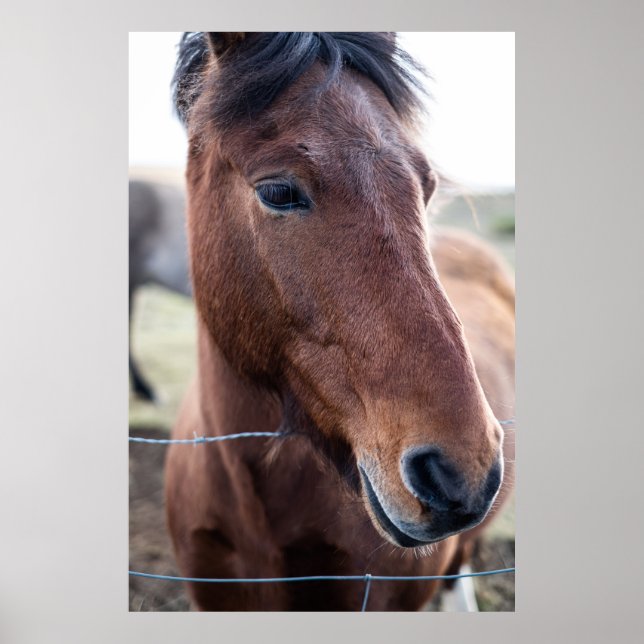 AFFICHE SAD HORSE (Devant)