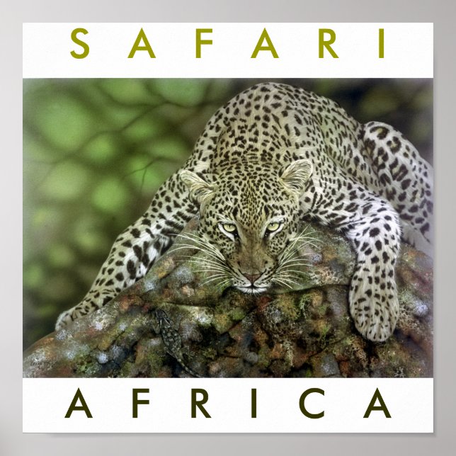 Affiche Safari Afrique (Devant)