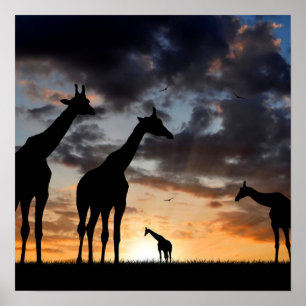 Affiche safari au coucher du soleil girafe sauvage silhoue