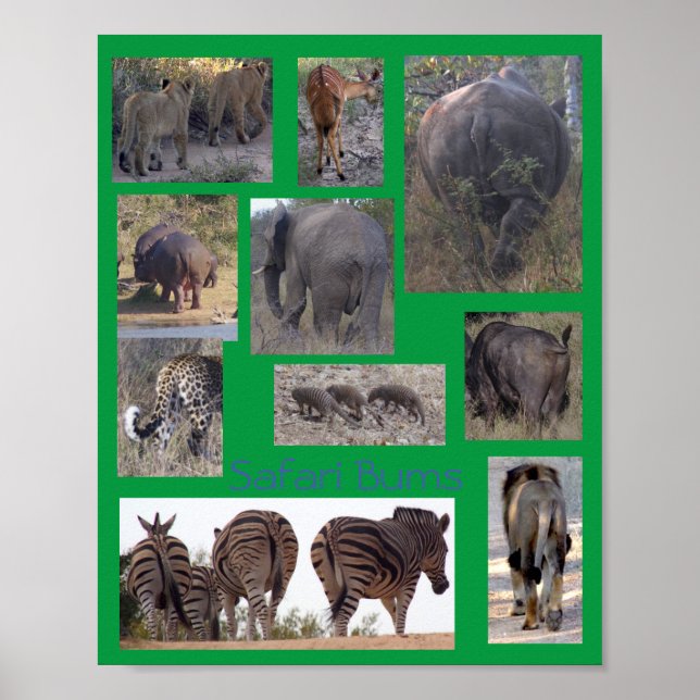 Affiche Safari Bums (Devant)