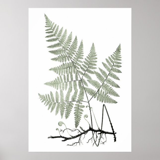 Affiche Sage Green Fern Illustration botanique Imprimer no (Devant)