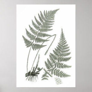 Affiche Sage Green Fern imprimer n° 10 Botanical Wall Art