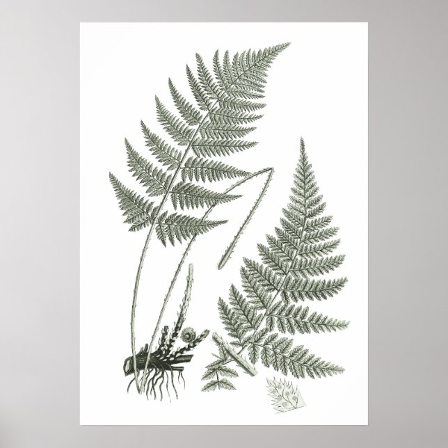 Affiche Sage Green Fern imprimer n° 10 Botanical Wall Art (Devant)