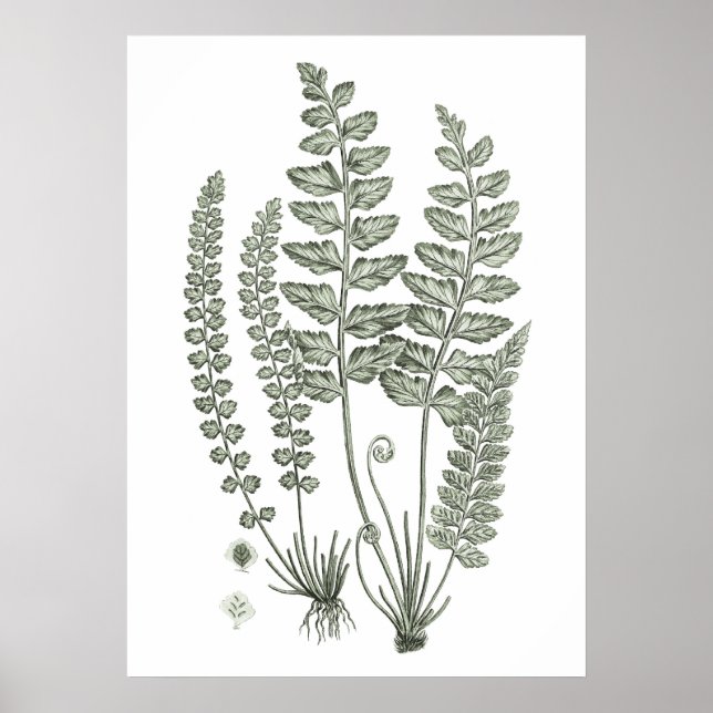 Affiche Sage Green Fern Imprimer no 12 Décor de mur botani (Devant)