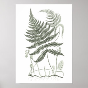 Affiche Sage Green Fern Imprimer no 9 Botanical Wall Art