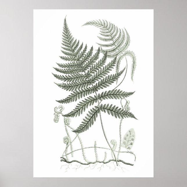 Affiche Sage Green Fern Imprimer no 9 Botanique Wall Art (Devant)