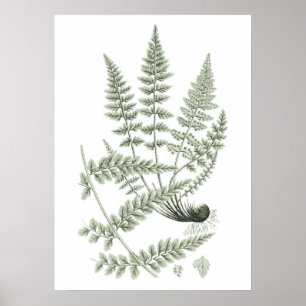 Affiche Sage Green Fern Plante Art Imprimer no 6 Décor