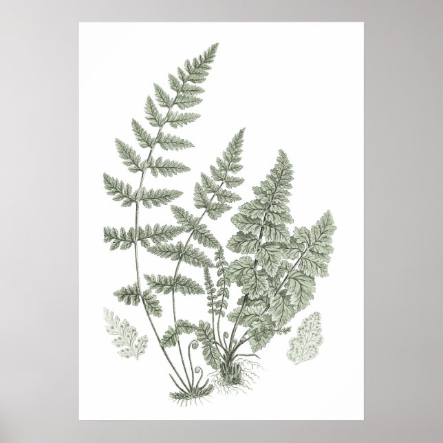 Affiche Sage Green Wall Art Fern Imprimer n° 11 Home Décor (Devant)