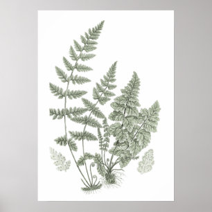 Affiche Sage Green Wall Art Fern Imprimer no 11 Décor