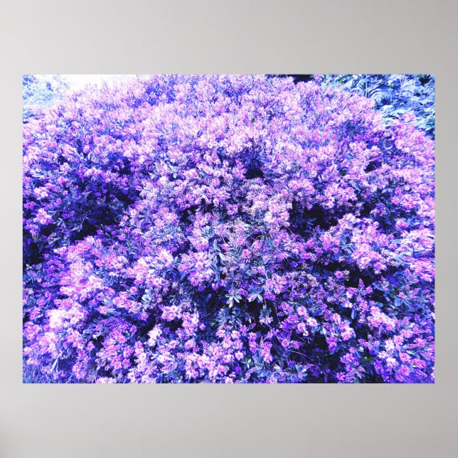 AFFICHE SAGE TEXAS (Devant)