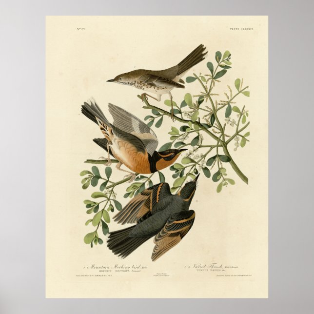 Affiche Sage Thrasher and Varied Thrush, Audubon's Birds (Devant)