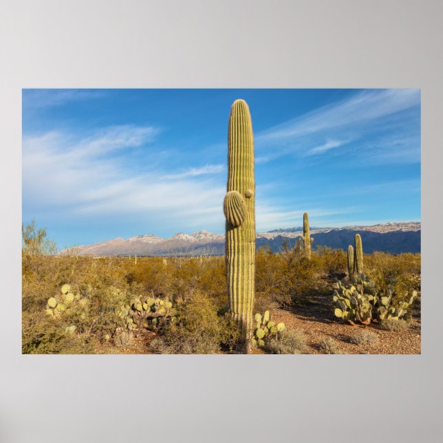Affiche Saguaro (Devant)