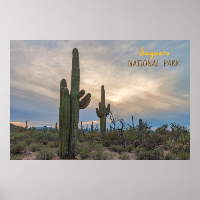 Affiche Saguaro au coucher du soleil (Devant)