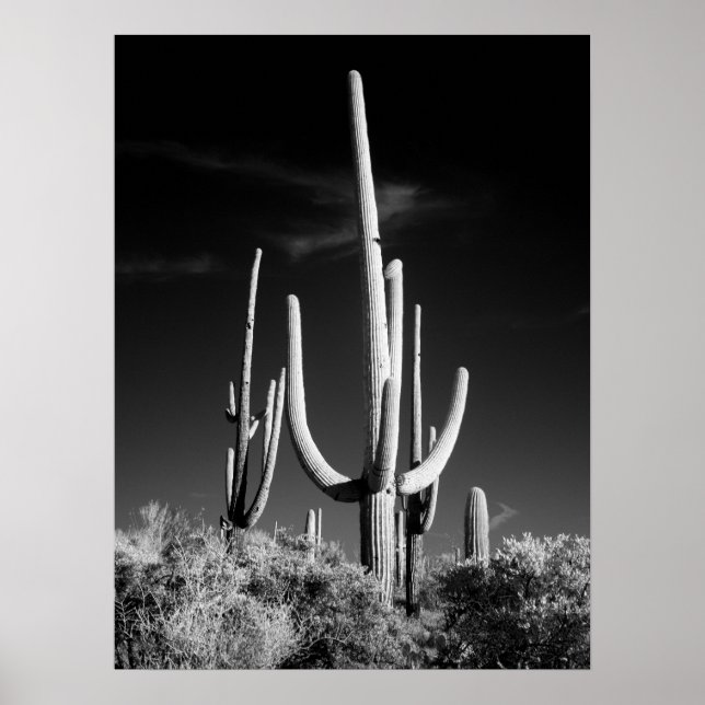 Affiche Saguaro Cactus (Devant)