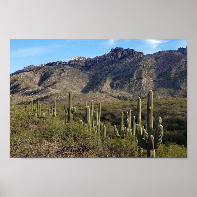 Affiche Saguaro Cactus and Catalina Mountains, Tucson AZ (Devant)
