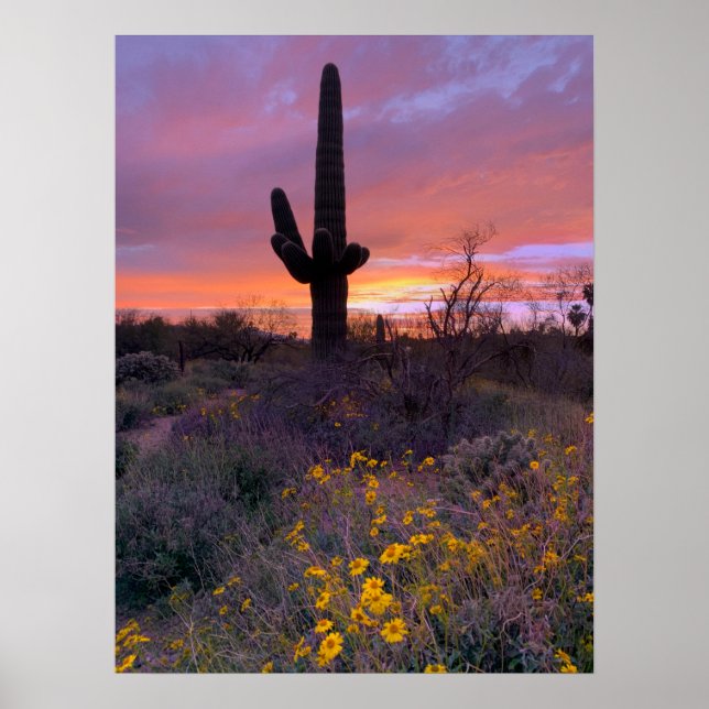 Affiche Saguaro Cactus coucher de soleil Arizona Photo (Devant)