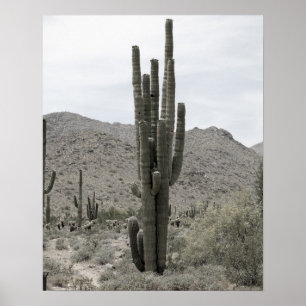 Affiche Saguaro Cactus dans le désert de l'Arizona Bas sam