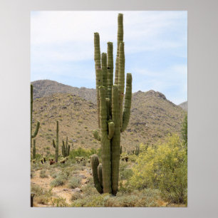 Affiche Saguaro Cactus dans le désert de l'Arizona Couleur