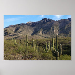 Affiche Saguaro Cactus et Catalina Mountains, Tucson AZ