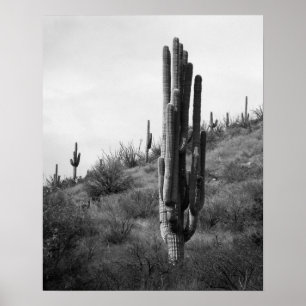 Affiche Saguaro noir et blanc épais Cactus 16x20