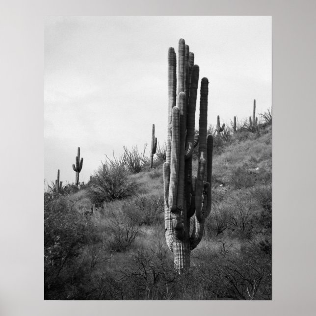 Affiche Saguaro noir et blanc épais Cactus 16x20 (Devant)