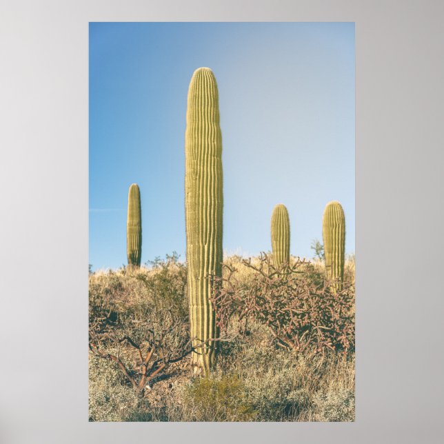 Affiche Saguaros  (Devant)