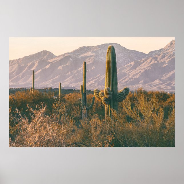 Affiche Saguaros  (Devant)