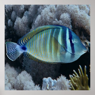 Affiche Sailfin Tang