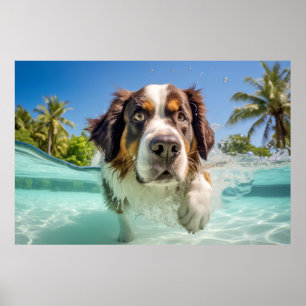 Affiche Saint Bernard Animaux Chien Animaux Plaisir Jouer