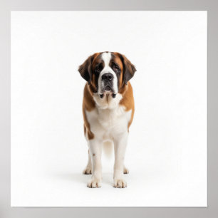 Affiche Saint Bernard Art