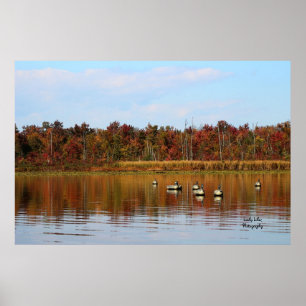 Affiche Saison de canard