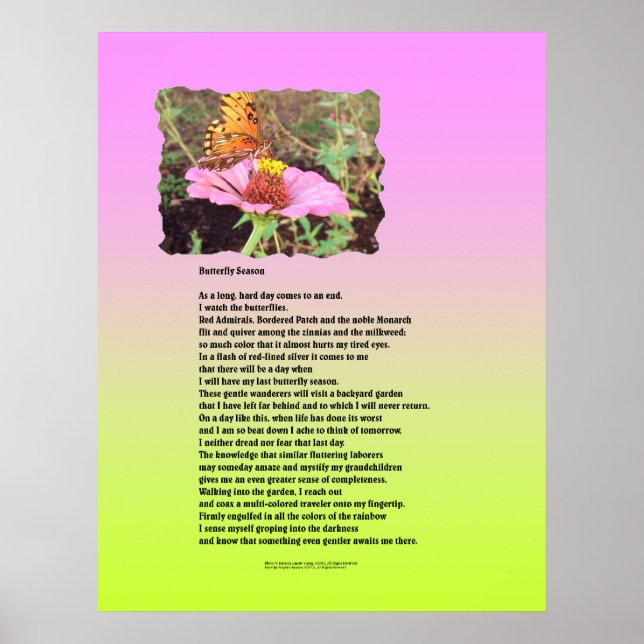 Affiche Saison des papillons (Devant)