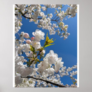 Affiche Sakura Blanche H.G.
