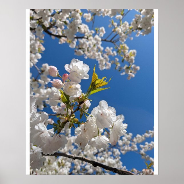 Affiche Sakura Blanche H.G. (Devant)