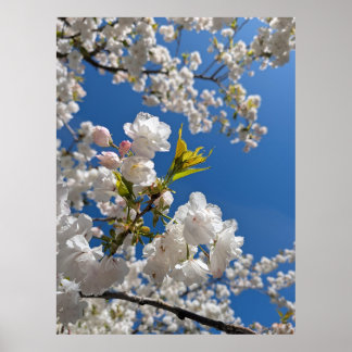 Affiche Sakura Blanche H.G.