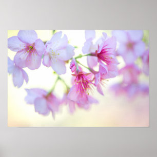 Affiche Sakura Cerry Blossoms rose et blanc Floral