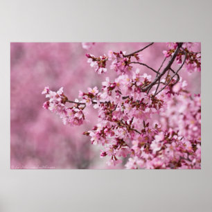 Affiche Sakura Cherry Blossoms Pastel Pink Layers