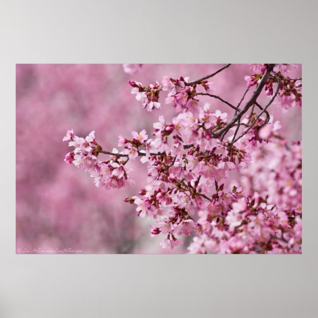 Affiche Sakura Cherry Blossoms Pastel Pink Layers (Devant)