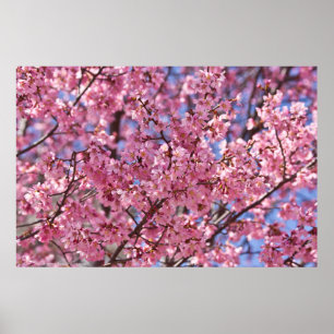Affiche Sakura Pink Cherry Blossom Sky