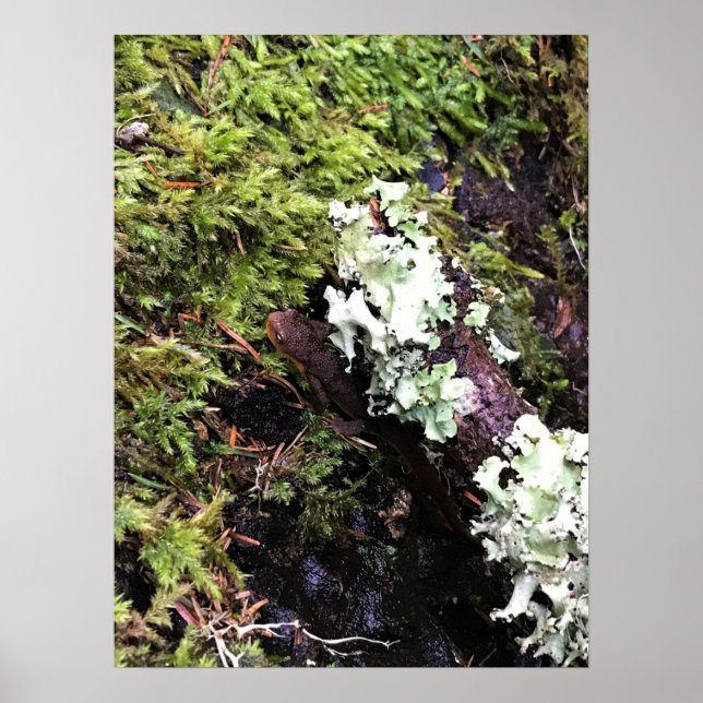 Affiche Salamander Caché Sous Le Journal, Washington (Devant)